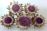 Lot of Five Real Dried Artichoke Flowers ~7 Inches Wide on Natural Stems- Lot 15