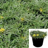Dymondia Margaretae 1Gallon Pot Silver Carpet Live Plant Carpet Daisy Silver