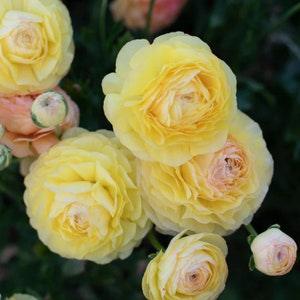 Ranunculus Friandine "Lemon" corms | Pastel yellow flowers, French origin, perennial flowers, buttercup