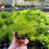 Asparagus Fern | Asparagus Setaceus | 2