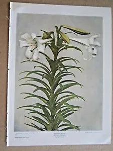 1903 ANTIQUE EASTER LILY PLANT FLOWER LITHOGRAPH PRINT