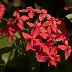 N686 Yasmin Flower Jasmine Plant 5 Seeds Seeds Zaden redflowers Fragrant Plant Tohum Flower Seeds