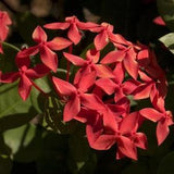 N686 Yasmin Flower Jasmine Plant 5 Seeds Seeds Zaden redflowers Fragrant Plant Tohum Flower Seeds