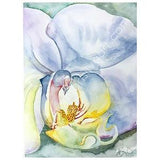White Phalaenopsis Orchid Flower Plant Watercolor Painting Gicl???e Print