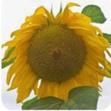 GIGANTEUS GIANT Sunflower Seeds  attracts Butterflies Bees Birds Pollinators Feed native birds wildlife from Urban Food forest/garden