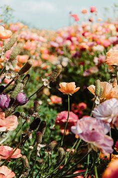Vibrant Ranunculus Flowers at the Carlsbad Flower Fields: A Captivating Photo by Arielle Vey ?? arielle vey | photography Flower Delivery