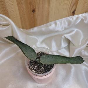 Hoya pandurata silver, rare hoya, small narrow leaves, silver pandurata, unicorn plant, hoya cutting, rooted cutting, silver hoya.
