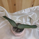 Hoya pandurata silver, rare hoya, small narrow leaves, silver pandurata, unicorn plant, hoya cutting, rooted cutting, silver hoya.