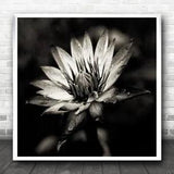 Botany Plant Flower Lily Macro Dark Loe-Key Water Petals Wall Art Print