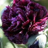 50 seeds Peony Paeoniflourum Poppy black