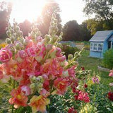 How to Grow: Snapdragons ??  Three Acre Farm Flower Delivery