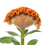 Celosia Crystal beauty flower seeds 25
