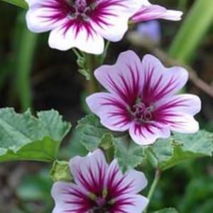 35  Malva sylvestris ??Zebrina?? flower seeds
