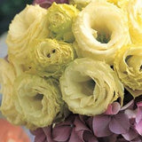 15 seeds Lovely F1 Arena Gold Lisianthus