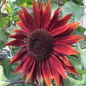 20 seeds Chocolate Cherry Sunflower Seed