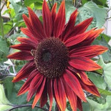 20 seeds Chocolate Cherry Sunflower Seed