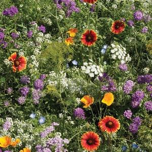 1500+ Pollinators, Beneficial Insect Mix SEEDS Dizzy Bees Urban Garden