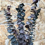 5Pcs Natural Dried Flower Eternal Eucalyptus Branches Leaves Floral Decor DIY US