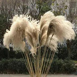Natural Dried Pampas Grass Reed DIY Home Wedding Flower Bouquet Decor Accessory