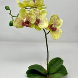 Home Decor 14" 1-stem Pale Yellow PHALAENOPSIS ORCHID Soft Silk plant, Stone base