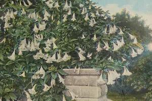 Trumpet Lily Blossom California Postcard, a C.T. Photochrom Color Postcard