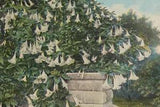 Trumpet Lily Blossom California Postcard, a C.T. Photochrom Color Postcard
