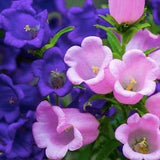100+ Seeds / Canterbury bell Mix Seeds / Cup & Saucer Mixed Canterbury Bells (G13)