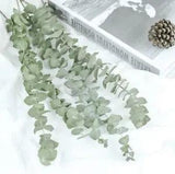 10pc Real Natural Eucalyptus Leaves Dried Flower