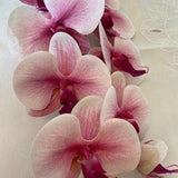 Artificial Orchid, Make your own Plant, Christmas Gift, Real Look Orchids, Variegated Pink Orchid, Phalaenopsis, Orchid Flower, Real Touch