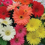 Outsidepride Gerbera Daisy Indoor House Plant or Flower Mix for Outdoor Conta...