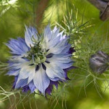 Love-in-a-Mist, Nigella Flower Seeds - AKA: Persian Jewels. Great for cut or dried arrangements.