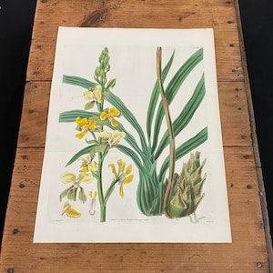Eulophia Orchid, 1829 Hand-Colored Curtis Engraving, Original Antique Botanical Print