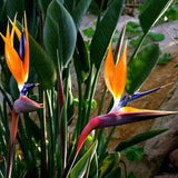 Strelitzia reginae - Orange Bird of Paradise Seeds