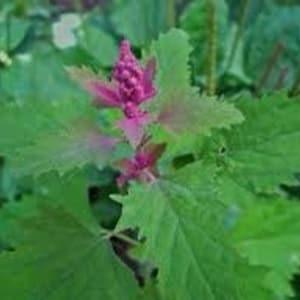 Giant Magenta Goosefoot Spinach tree 500 SEEDS cut flower bouquets edible leaves and seeds Feeds native birds Dizzy Bees Urban Garden