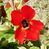 50+  Mimulus Flower Seeds-Red Mimulus Hybridus-MIMULUS AURANTICUS- Red Monkey Flower-Bush Monkey-Angel Tiger Eye Flower-Adorable Annual-B369