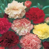 Carnation seeds  70 Carnation garden Straiped seeds,Dianthus caryophyllus L -942