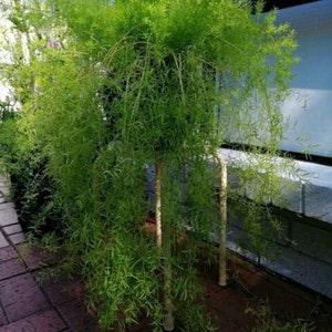 Asparagus Fern (Asparagus sprengeri) A Favourite Houseplant - 10 seeds