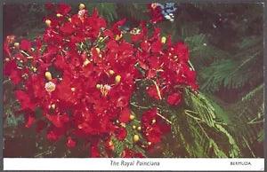 THE ROYAL POINCIANA Postcard Lili Perfume Factory Card No. 4