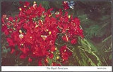 THE ROYAL POINCIANA Postcard Lili Perfume Factory Card No. 4