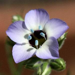 Birds Eye Tricolor Gilia Flower Seeds, "COOL BEANS N SPROUTS"