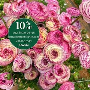Ranunculus "Picotee Pink" corms/bulbs | 5/6 Persian Buttercup, perennial flowers, to plant in spring, spring garden