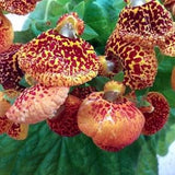 CALCEOLARIA Compact Dainty Mix Houseplant Lady's Purse Slipper 10 Seeds