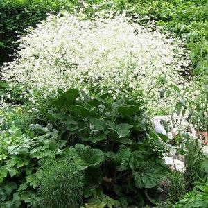 Huge CRAMBE CORDIFOLIA Rare AMAZING Large White Hardy Perennial 5 Large Seeds