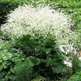 Huge CRAMBE CORDIFOLIA Rare AMAZING Large White Hardy Perennial 5 Large Seeds