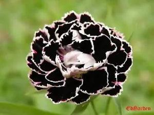 30+ BLACK / WHITE CARNATION FLOWER SEEDS / PERENNIAL