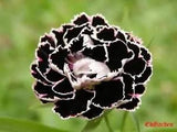 30+ BLACK / WHITE CARNATION FLOWER SEEDS / PERENNIAL