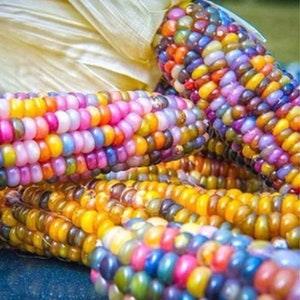 15 seeds Cute Glass Gem Corn  Heirloom Variety Non GMO - Edible