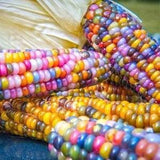 15 seeds Cute Glass Gem Corn  Heirloom Variety Non GMO - Edible