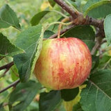 Whitney Crabapple tree Seeds   New