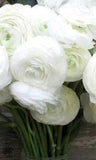 15+ WHORLED WHITE PERSIAN BUTTERCUP RANUNCULUS FLOWER SEEDS / RE-SEEDING ANNUAL